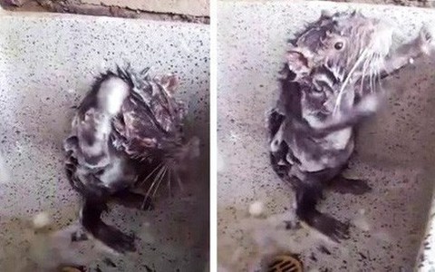 Sự thật đau lòng đằng sau đoạn video “chuột tắm” đáng yêu mà mọi người đang rần rần chia sẻ: Hài hước hay ác độc?