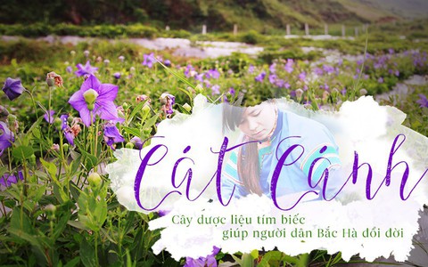Cát cánh – cây dược liệu tím biếc giúp người dân Bắc Hà đổi đời