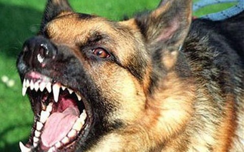 Cao Bằng: Bé trai 2 tuổi bị chó becgie nhà hàng xóm cắn vào nhãn cầu, rạn sọ não