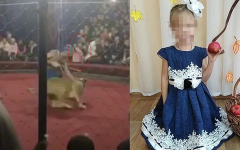 Bé gái 4 tuổi bị sư tử rạp xiếc vồ vào mặt, lôi xuống cấu xé trong sự chứng kiến kinh hãi của khán giả