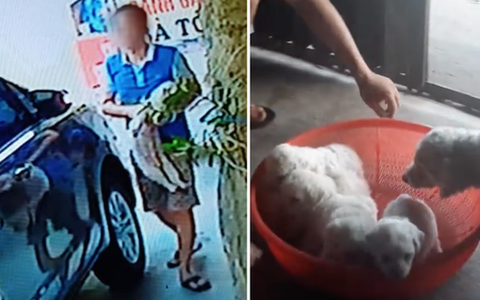 Người đàn ông đi xế hộp vào mua bánh gai rồi tiện tay bế trộm luôn chó của chủ quán