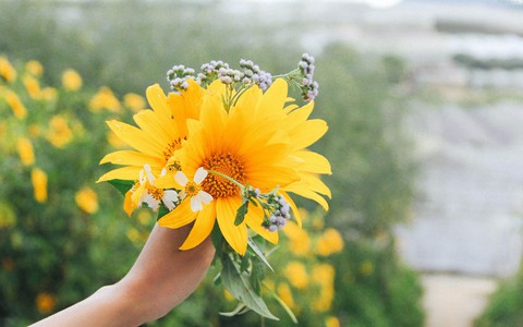 Tháng 11, về Đà Lạt ngắm hoa dã quỳ nở vàng rực rỡ khắp các nẻo đường đi