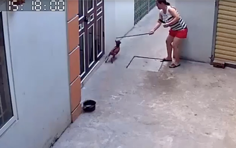 Đỉnh cao sân si: Người phụ nữ đứng chờ đầu ngõ rồi tung gậy hạ knock out một chú chó