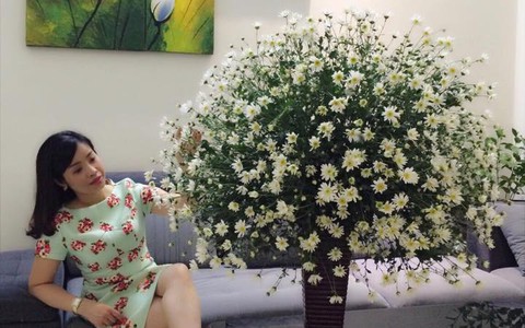 Làm đẹp nhà đón mùa đông Hà Nội với cúc họa mi đẹp dịu dàng, bình yên 