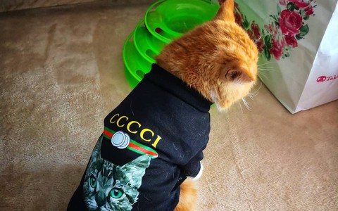 Bà mẹ "sòng phẳng" của năm: Lấy áo Gucci 7 triệu của con lót ổ mèo, xong đền 100k bảo ra chợ mua mới