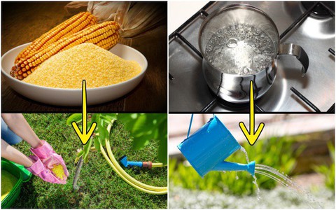 Nếu yêu thích làm vườn, hãy học ngay 8 cách diệt cỏ dại bằng nguyên liệu tự nhiên vừa hiệu quả vừa an toàn