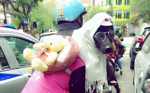 Cười rụng rốn với 1001 cách tránh rét cho thú cưng được dân mạng chia sẻ rầm rộ