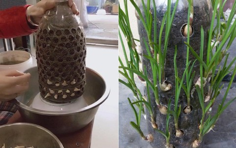 Có lẽ bạn không ngờ chỉ 10 ngày sau khi cho tép tỏi vào chai nhựa, bạn có thể thu hoạch đến 2 món ngon
