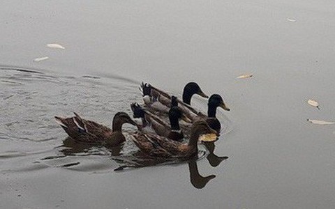 Hà Nội sẽ thông báo rộng rãi tìm chủ nhân của đàn vịt ở Hồ Gươm