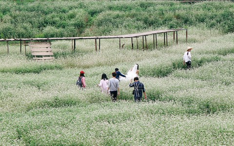 Không cần đến Hà Giang để ngắm tam giác mạch, loài hoa này đang nở rộ ngay ở Hà Nội
