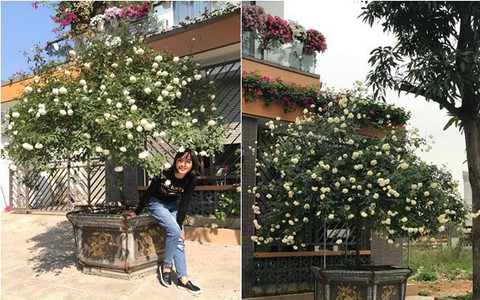 Ngày 8/3 cùng ngắm cây hồng bạch nở hàng trăm bông của người phụ nữ dành trọn niềm đam mê cho hoa ở Thái Nguyên