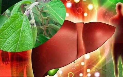 Được đồn thổi là loại cây có tác dụng thần kì chữa bệnh gan và ung thư gan: Chuyên gia khẳng định đó là thông tin đánh lừa người bệnh