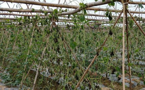 Thanh Hóa: Nông dân ngậm đắng nhìn 8 sào rau màu trị giá cả trăm triệu bị phá nát khi đang cho thu hoạch
