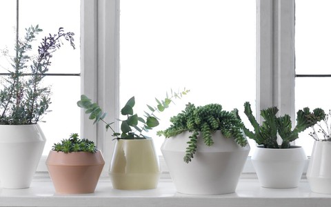 Trồng cây mà không tuân theo 4 nguyên tắc phong thủy này thì may mắn và tài vận của gia đình bị ảnh hưởng nghiêm trọng