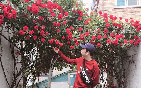 Mê đắm trước cổng nhà rực rỡ hoa hồng ở ngôi nhà thuê của chàng trai 9x