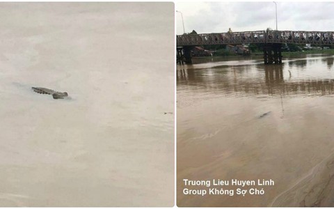 Sông quê yên bình bỗng xuất hiện cá sấu, ai nấy đều hoảng hốt nhưng chân tướng thật sự khiến người ta ngã ngửa