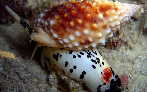 Khi ăn ốc: Hãy tránh xa loài ốc này vì nó có độc tố mạnh hơn cả cá nóc và sẽ giết bạn trong tích tắc