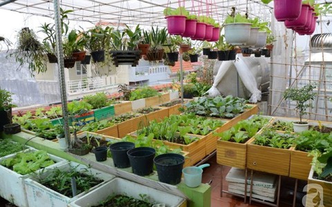 Khu vườn trồng rau sạch quy củ như một trang trại thật sự trên sân thượng của bà mẹ 2 con ở Hải Phòng
