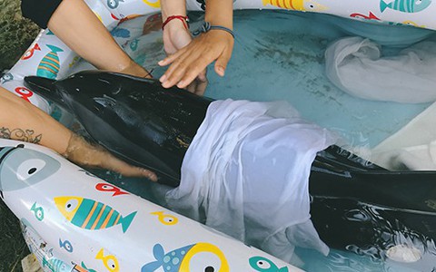 Ba ngày kỳ diệu của Lucky - Em bé cá heo bị thương trôi dạt vào bờ biển và "hồi sinh" nhờ những người tử tế