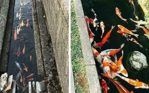 6 sự thật đặc biệt cho thấy Nhật Bản không giống bất kỳ quốc gia nào trên thế giới này