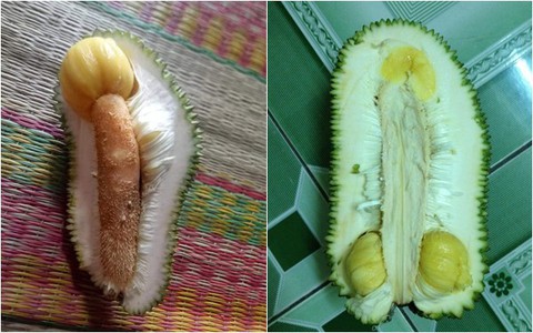 Những trái mít 18+ rất trêu ngươi khiến chị em ngượng chín mặt khi bổ ra, dân mạng tấm tắc "tạo hóa thật thú vị"