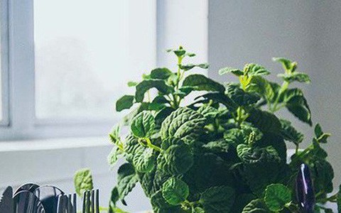 Những loại cây trồng tốt nhất cho từng căn phòng trong nhà bạn