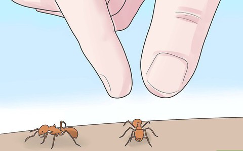 Đã có trường hợp tử vong do kiến lửa đốt, hãy làm theo hướng dẫn này để sơ cứu kịp thời!