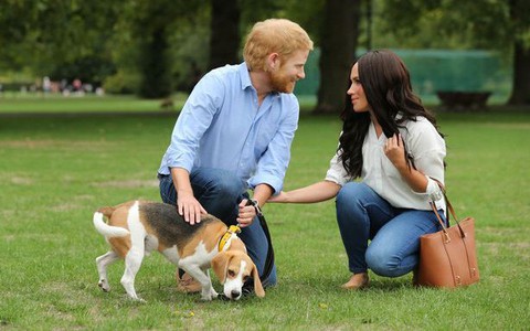 Người hâm mộ thích thú khi nhìn thấy Hoàng tử Harry và Meghan dắt thú cưng đi dạo trong công viên, đến tận nơi mới giật mình