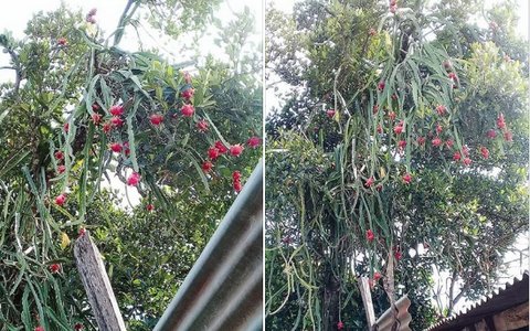 Thương cảnh oái oăm của gia chủ có cây thanh long sai trĩu trịt nhưng mọc lơ lửng giữa không trung, dân mạng hiến kế cách thu hoạch
