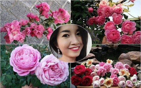 Bí quyết chăm sóc hoa hồng nở form đẹp, sai hoa như thợ vườn chuyên nghiệp của mẹ đảm ở Đak Lak