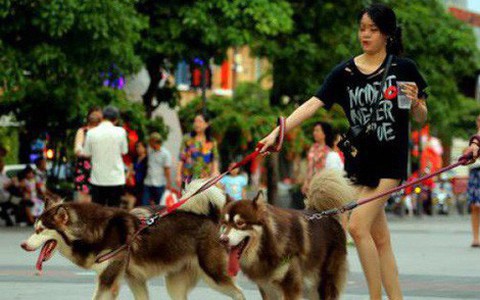 Đề xuất cấm người dân mang chó, mèo vào phố đi bộ Hồ Gươm: Người đồng tình, người cho rằng chưa hợp lý