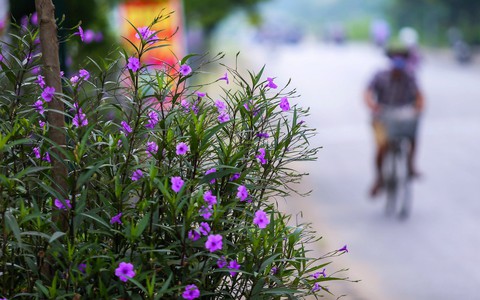 Người Hà Nội thích thú với con đường hoa chiều tím dài hơn 1km vô cùng thơ mộng ven sông Tô Lịch