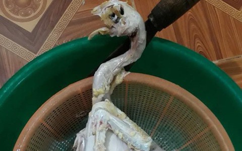 Đến ra mắt nhà vợ tương lai, chàng con rể "tinh tế" làm gà thế này, dân mạng còn trêu: Đùi trắng hơn các chị! 