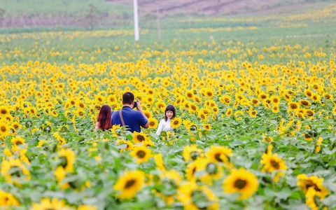 Ngắm cánh đồng hoa hướng dương bạt ngàn hút mắt, vàng rực kiêu hãnh trong cơn mưa đầu xuân