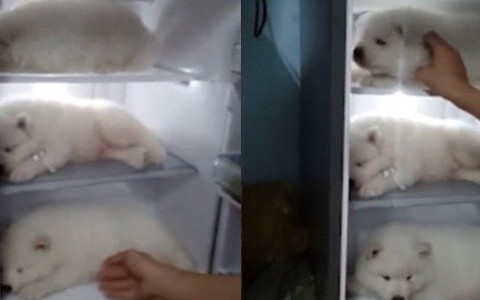 Clip thanh niên Việt Nam cho 3 chú chó con vào tủ lạnh tránh nóng lên báo nước ngoài