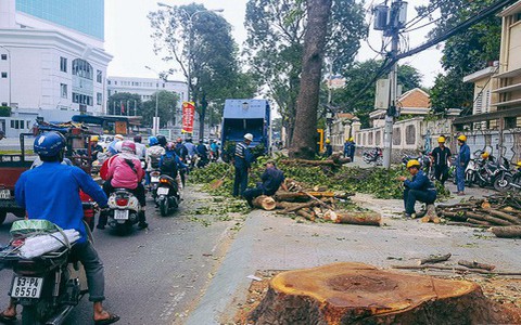 Chùm ảnh: Người Sài Gòn đặt hoa hồng trên gốc những hàng cây xanh bị đốn hạ ở đuờng Tôn Đức Thắng