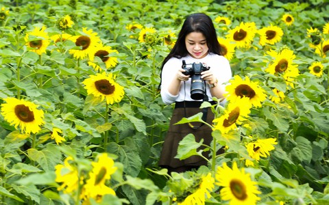 Những ngày mùa đông này, đã có khu vườn ngàn mặt trời nhỏ ở Hà Nội cho chị em chụp ảnh làm vui