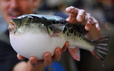 Bán nhầm cá nóc cực độc, siêu thị tá hỏa tìm khách hàng đen đủi