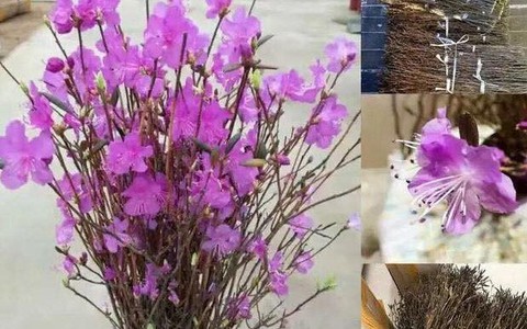 Chuyên gia lý giải sự thật về hoa đỗ quyên ngủ đông mà chị em đang sốt xình xịch mua để trưng Tết