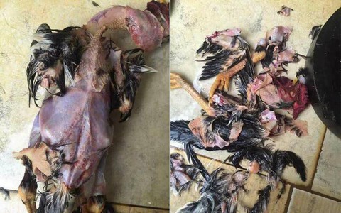 Tết sắp đến rồi, soi tổng tập những pha mổ gà, vịt thảm họa này để tránh lặp lại sai lầm nhé các mẹ
