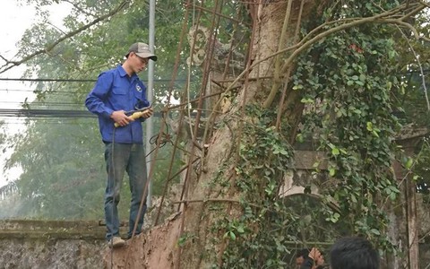 Chùm ảnh: Người dân hạ cây sưa trăm tỷ để “ăn Tết cho ngon"