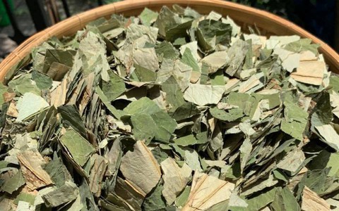 Loại lá mọc tràn ao bùn Việt Nam, 400 ngàn/kg, chị em ưa dùng để giữ eo