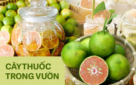 Trời lạnh rồi, mỗi nhà nên có sẵn một lọ chanh đào, từ giờ đến cuối năm sợ gì ho, viêm họng làm phiền!
