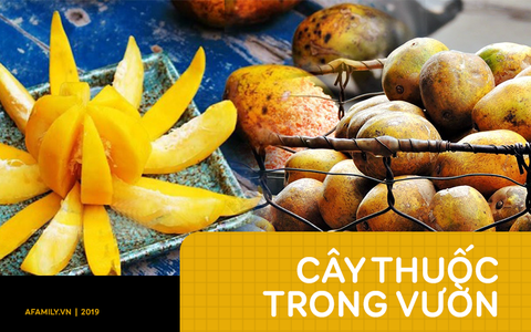 Thứ quả óng ả đang vào mùa chín rộ không chỉ cho nước thơm ngon giải khát còn làm thuốc chữa bệnh cực hay
