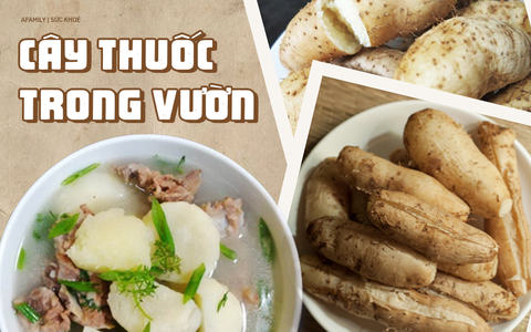 Loại củ trông xù xì xấu mã nhưng càng ăn càng đốt mỡ bụng cực tốt vào mùa lạnh và còn là thuốc quý trong Đông y
