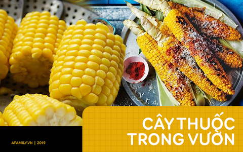 Ăn ngô không chỉ cực bổ dưỡng mà thực phẩm này còn được dùng để chữa ti tỉ bệnh vào ngày lạnh nữa!