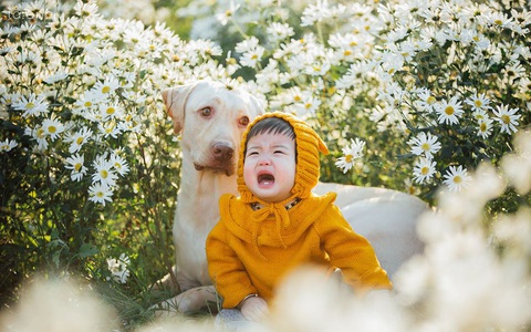 Đốn tim với bộ ảnh "50 sắc thái cảm xúc" của bé gái bên vườn cúc họa mi