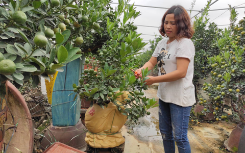 Nhà vườn hốt bạc nhờ những chậu bonsai "chuột cõng quất" 