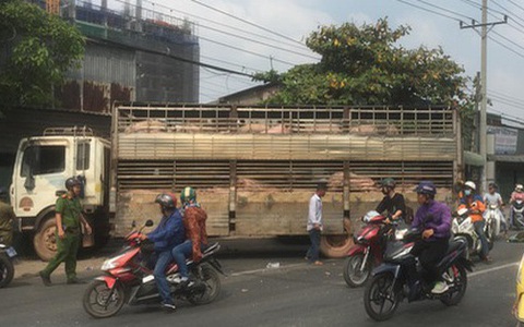 Xe tải chở 50 con heo tông vào nhà dân, giao thông kẹt cứng 2km