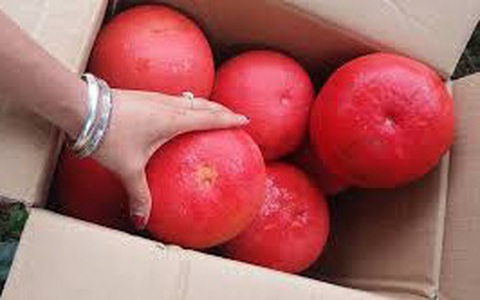 Cơn sốt bưởi đỏ dịp cận Tết: Chuyên gia giải đáp tường tận về nguồn gốc và giá trị dinh dưỡng 